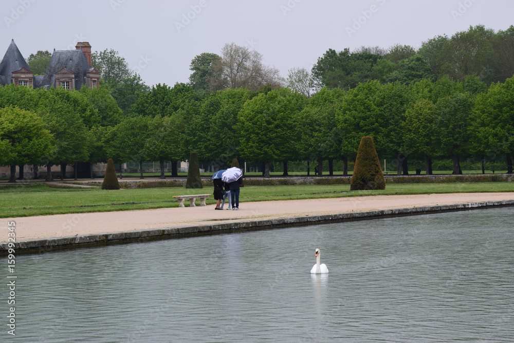 Obraz premium Umbrella and Swan