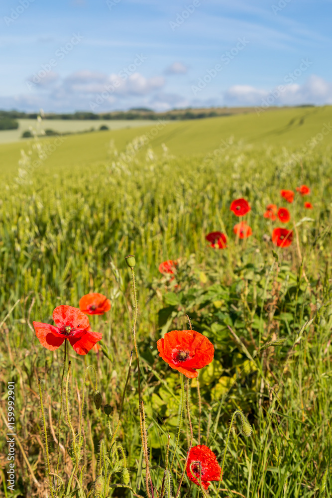 Poppies in the countryside Poppies in the countryside