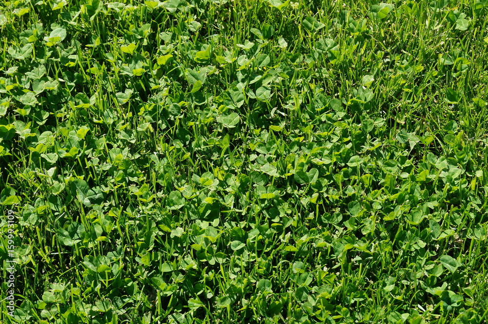 gras, wiese, green, natur gras, wiese, green, natur