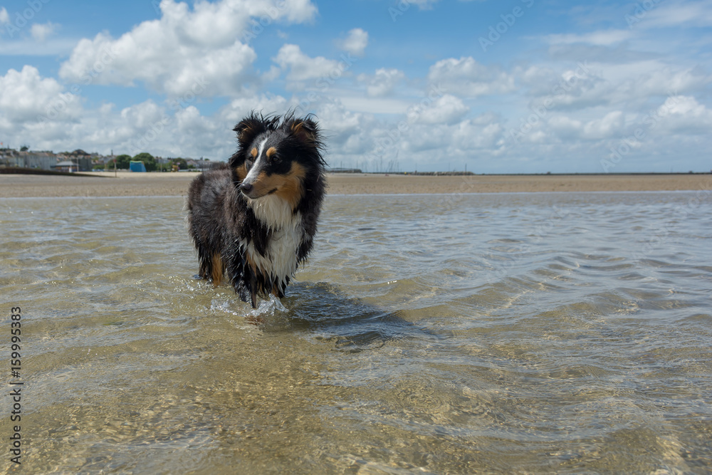 Sheltie at the beach