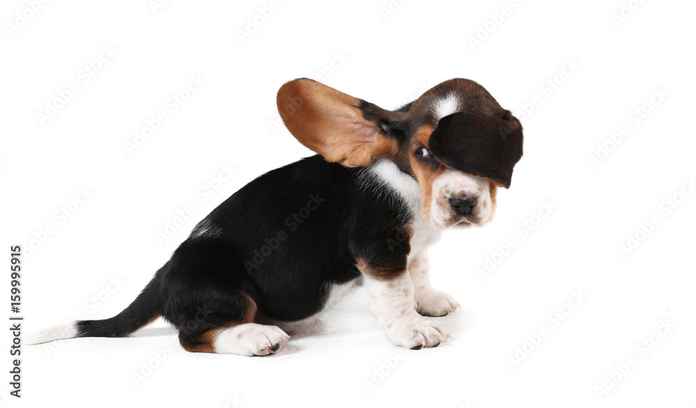 A side shot of a Basset Hound Puppy sitting on a white background with it's ears blowing across it's eyes