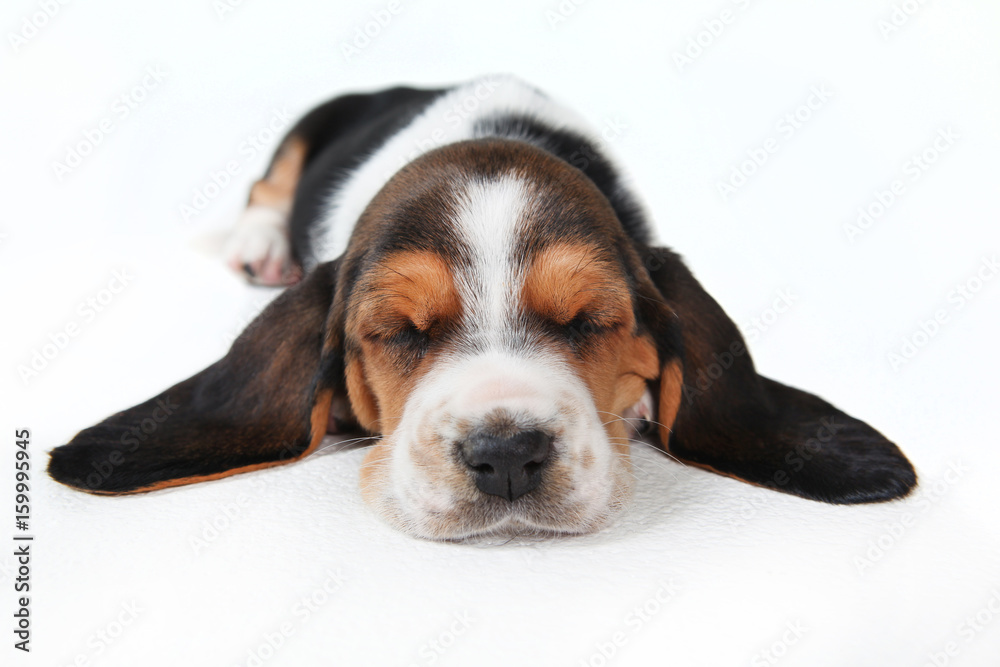 Bassett Hound Puppy sleeping on a white background with it's ears out 