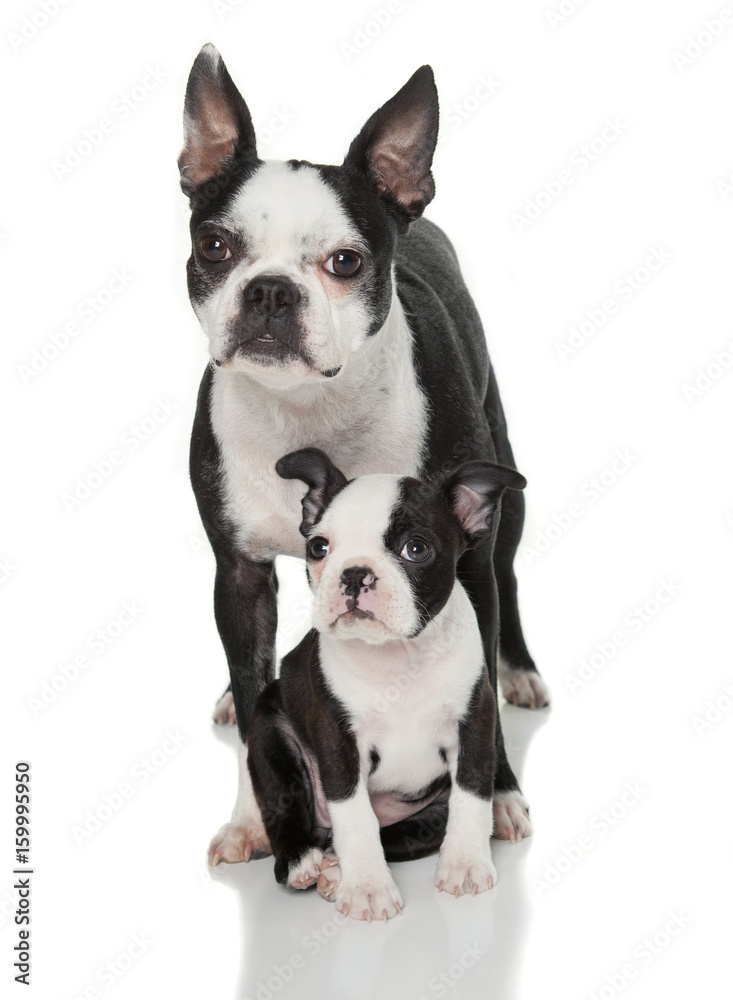 Boston Terrier Puppy standing in-between moms legs both facing the camera Boston Terrier Puppy standing in-between moms legs both facing the camera
