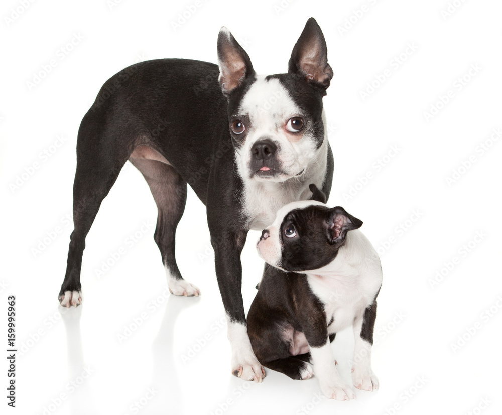 Boston Terrier Puppy standing under mom looking up at her