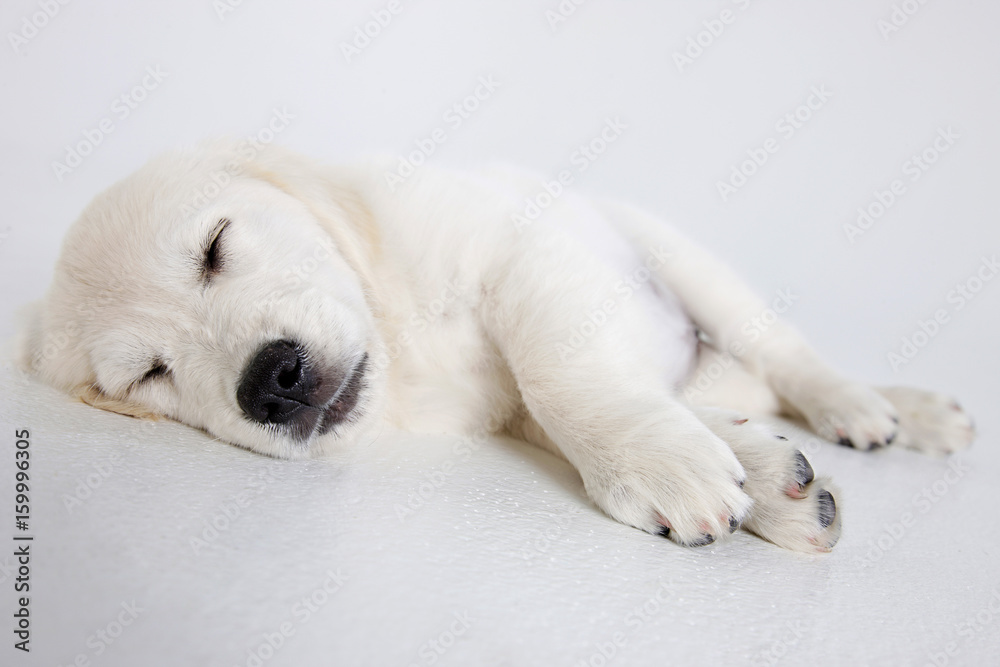 White Golden Retriever Puppy sleeping on a white background White Golden Retriever Puppy sleeping on a white background
