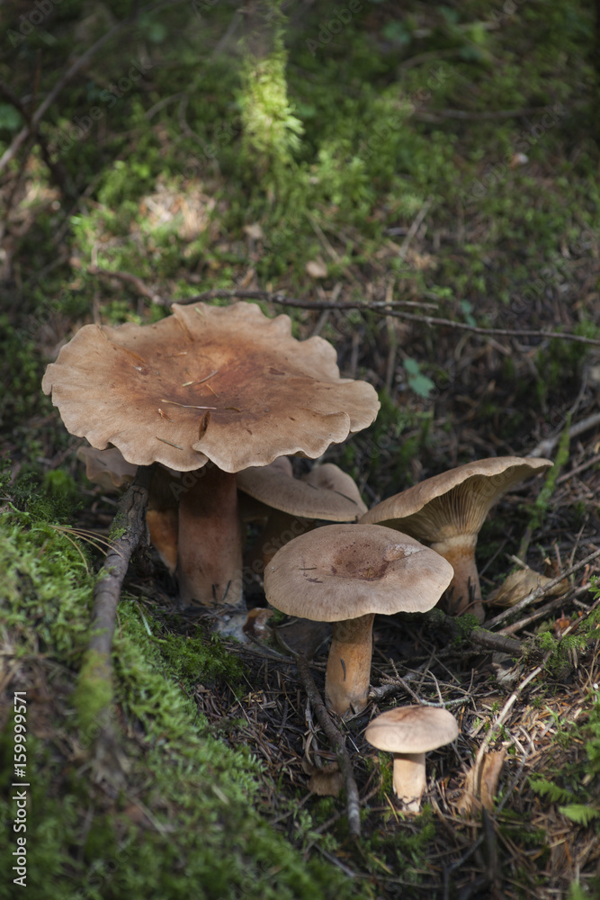 Little family of brown mushrooms in the moss. Tricholoma Little family of brown mushrooms in the moss. Tricholoma