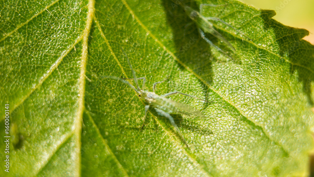 Extreme magnification - Green aphids on a plant Extreme magnification - Green aphids on a plant