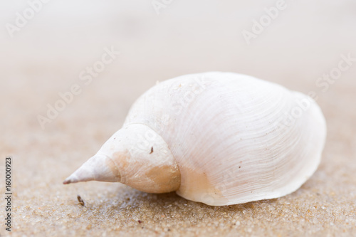 Alone white shell on a sand beach. Close-up.