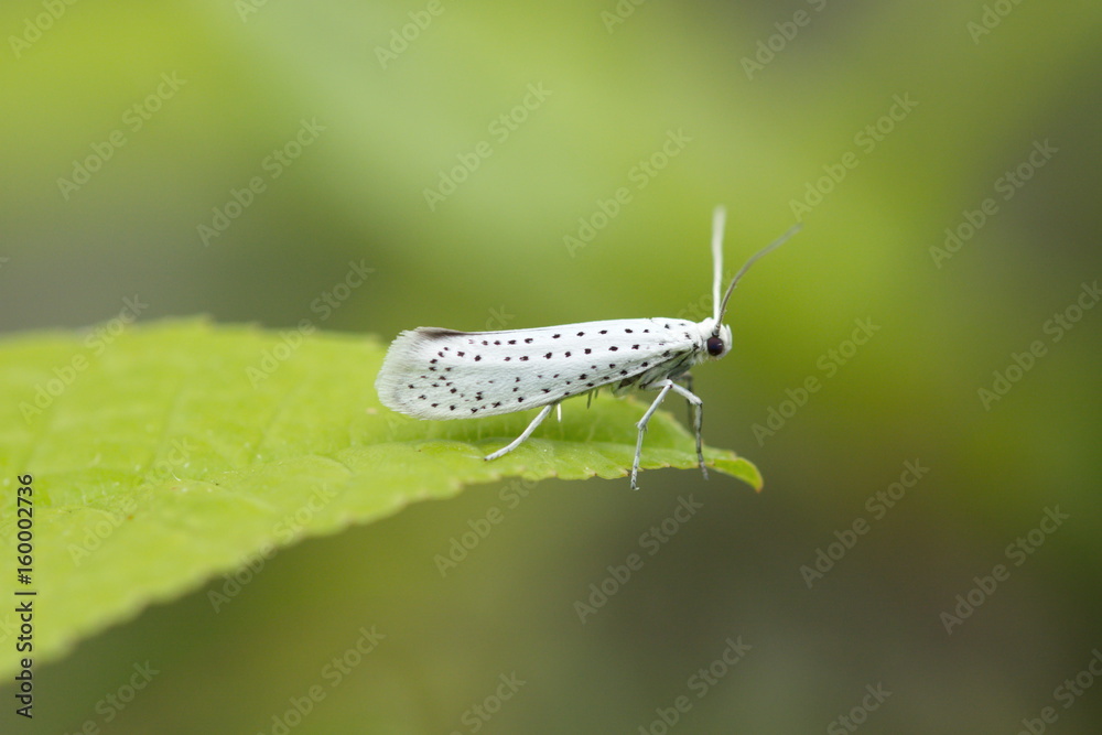 Fototapeta premium Gespinstmotte Yponomeutidae Plage Netz