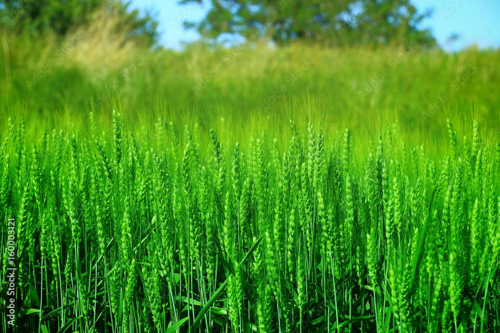 green wheat closeup green wheat closeup