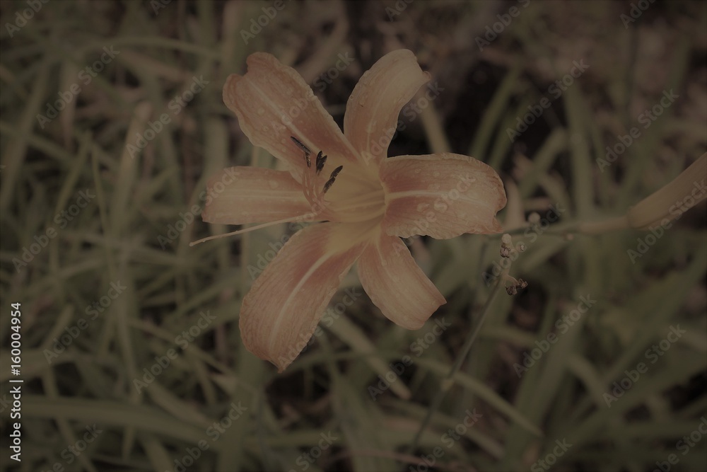 Obraz premium flower