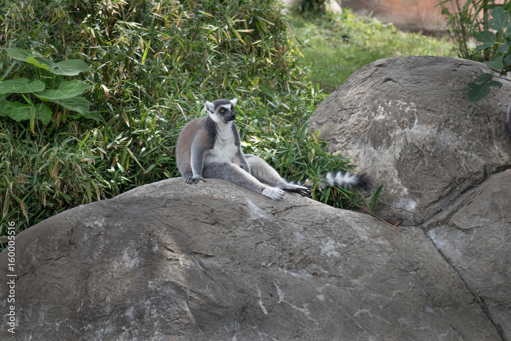 Ring-tailed Lemur Sitting on Boulder