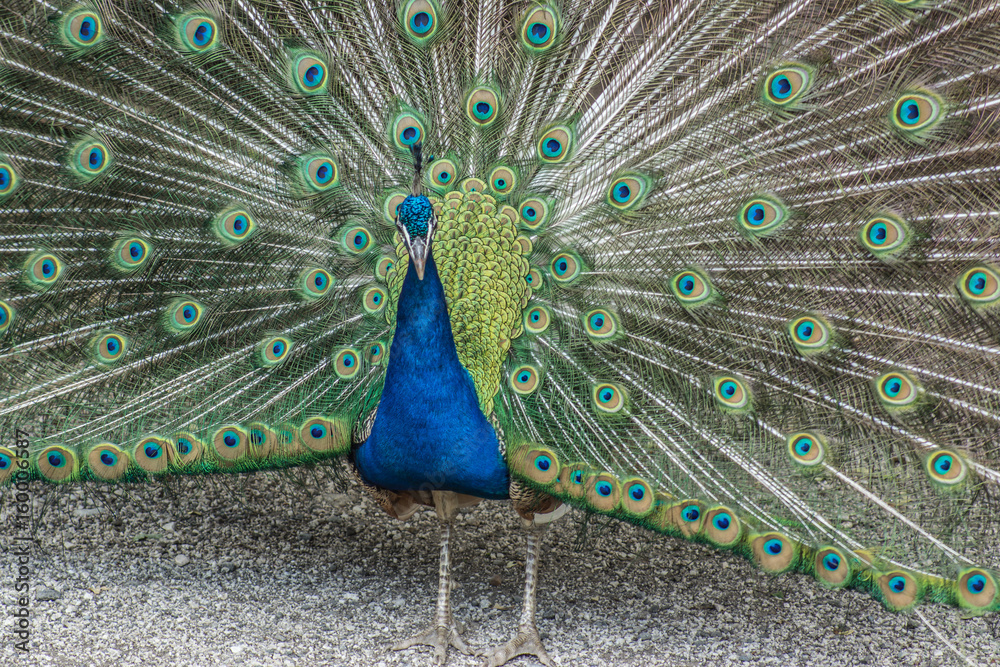 Naklejka premium Pfau