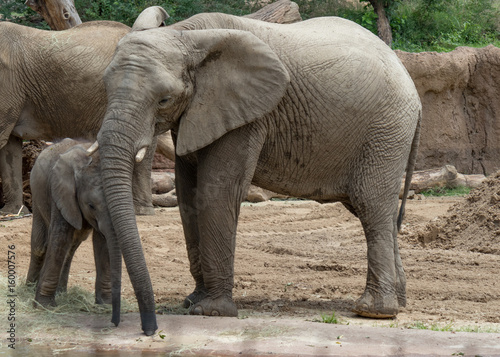 Elephant and Elephant Calf at the Waterhole