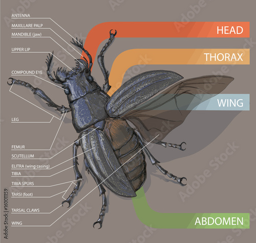 The structure of the beetle. Vector diagram