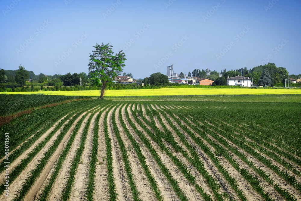 Landscape with the image of a  field in a north Italy