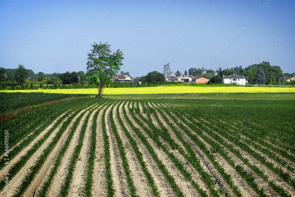 Landscape with the image of a field in a north Italy Landscape with the image of a field in a north Italy