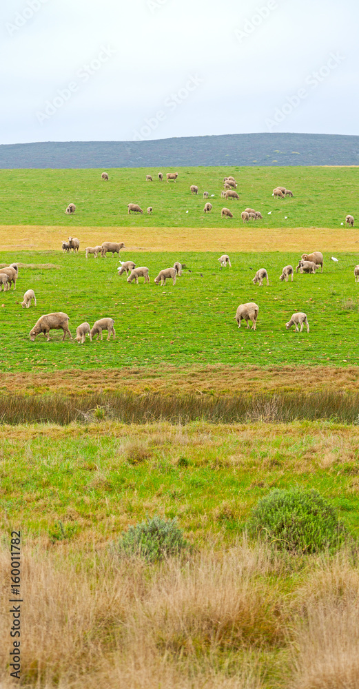 in south africa plant land bush and sheep in south africa plant land bush and sheep