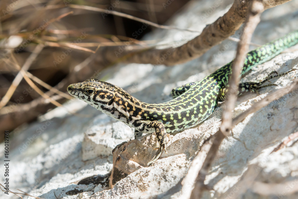 Naklejka premium Tyrrhenian wall lizard, Podarcis tiliguerta, Sardinia