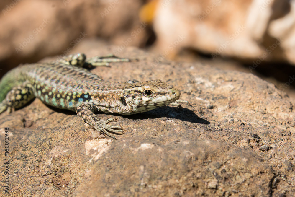Tyrrhenian wall lizard, Podarcis tiliguerta, Sardinia Tyrrhenian wall lizard, Podarcis tiliguerta, Sardinia