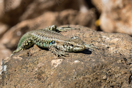Tyrrhenian wall lizard, Podarcis tiliguerta, Sardinia