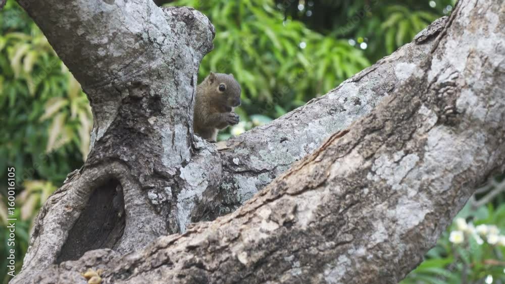 The common treeshrew eats nuts sitting on a tree The common treeshrew eats nuts sitting on a tree