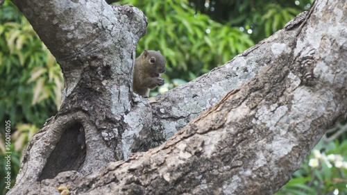 The common treeshrew eats nuts sitting on a tree photo