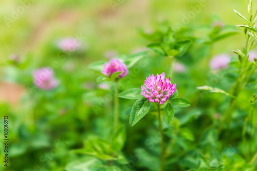 Macro closeup of pink clover flowers showing detail and texture in summer