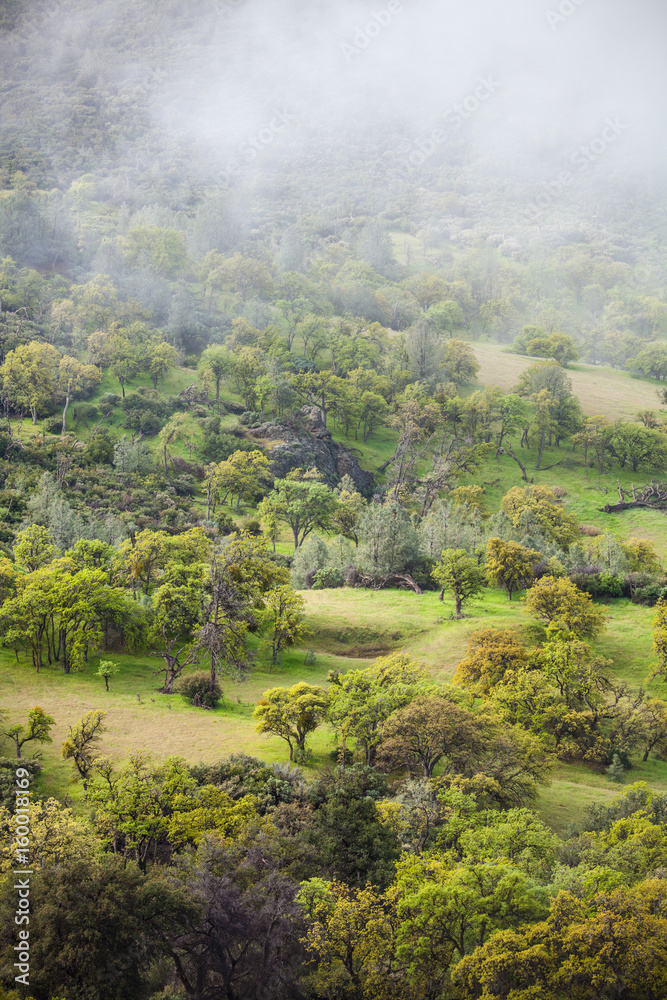 valley of mixed oak and conifer trees with fog, Figueroa Mountain, near Santa Barbara, California valley of mixed oak and conifer trees with fog, Figueroa Mountain, near Santa Barbara, California