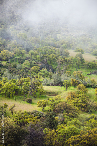 valley of mixed oak and conifer trees with fog, Figueroa Mountain, near Santa Barbara, California photo