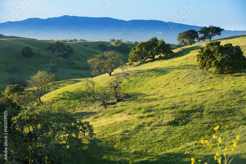oaks grow on grassy hillsides, Santa Ynez Valley, California
