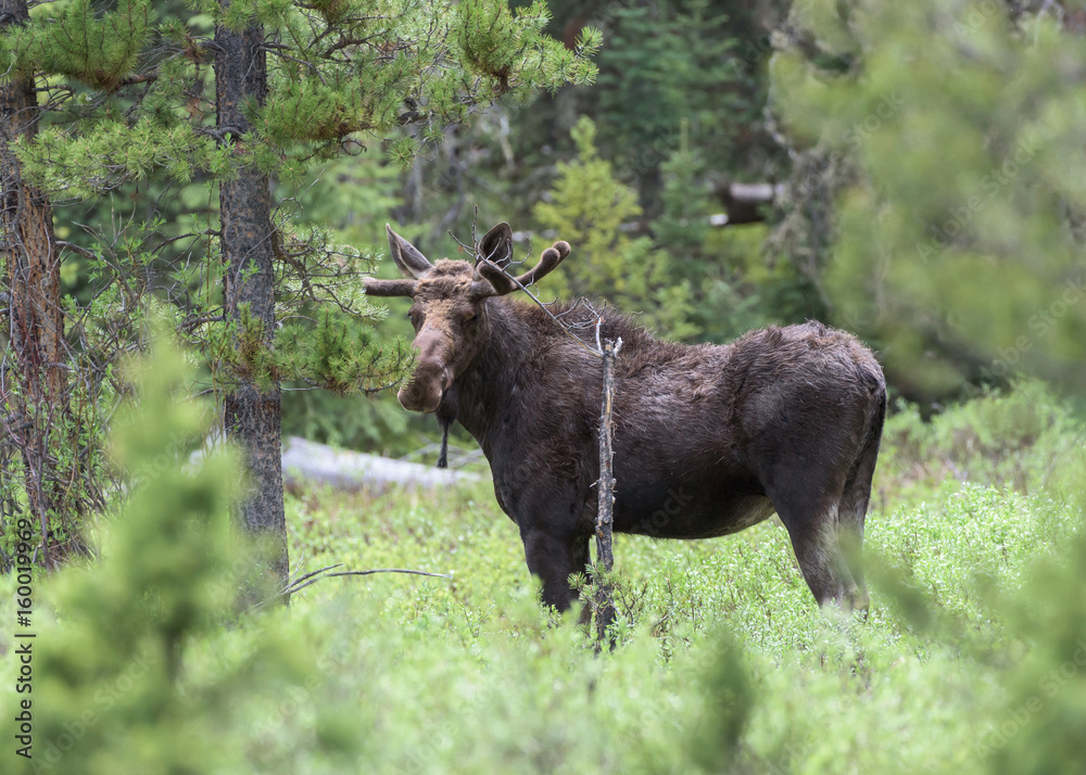 Shiras Moose of The Colorado Rocky Mountains Shiras Moose of The Colorado Rocky Mountains