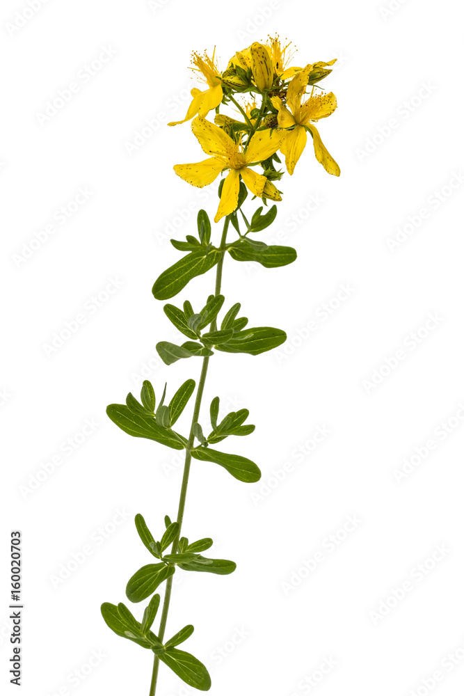 Flowers of St. John's wort (Hypericum perforatum), isolated on white background Flowers of St. John's wort (Hypericum perforatum), isolated on white background