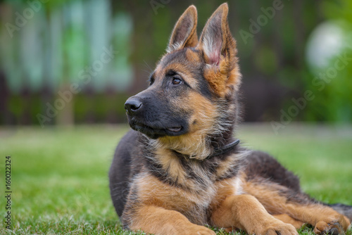 Junger Deutscher Schäferhund liegt aufmerksam auf dem Rasen