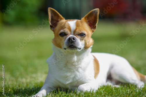 Chihuahua Hund schaut sehr aufmerksam