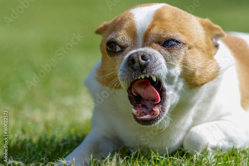 Aggressiver Chihuahua weiß braun Hund aggressiv  photo