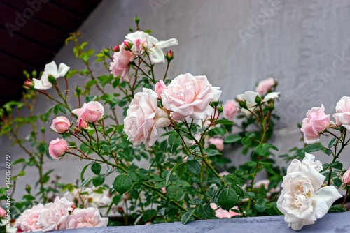 куст с розами возле серой стены в летний день © butus