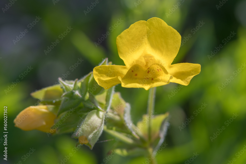 Monkeyflower (Mimulus guttatus) flowers. Yellow flower with corolla mouth closed by two hairy ridges on the lower lip, in the family Solanaceae Monkeyflower (Mimulus guttatus) flowers. Yellow flower with corolla mouth closed by two hairy ridges on the lower lip, in the family Solanaceae