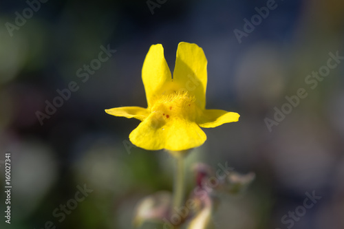 Monkeyflower  Mimulus guttatus  single flower. Yellow flower with corolla mouth closed by two hairy ridges on the lower lip  in the family Solanaceae