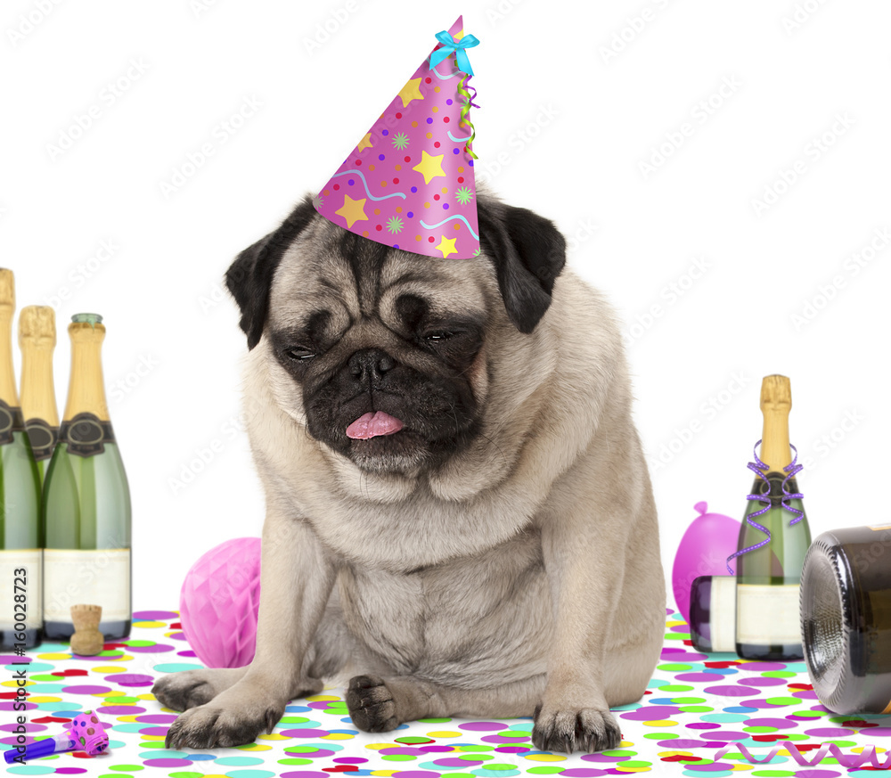 wasted pug puppy dog wearing party hat, sitting down on confetti, fed up and drunk on champagne, tired of partying, isolated on white background