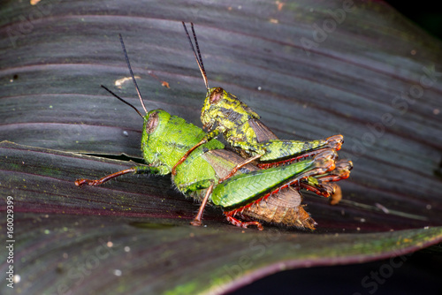 Male and female Asian Short-winged Green Grasshopper (Arthropoda: Orthoptera: Acrididae: Gomphocerinae: Orphulellini: Dichromorpha viridis) with red hind leg mating make love on a leaf, from Malaysia  photo