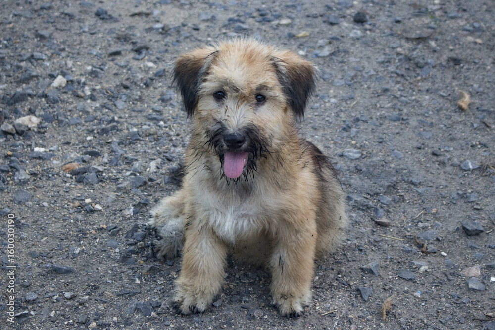 puppy dog resting on stone floor with wet and dirty face, image of dog shows a friendly gesture and happy. puppy dog resting on stone floor with wet and dirty face, image of dog shows a friendly gesture and happy.