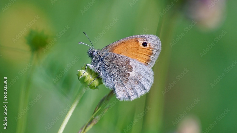 Obraz premium Mały ptaszek łąkowy