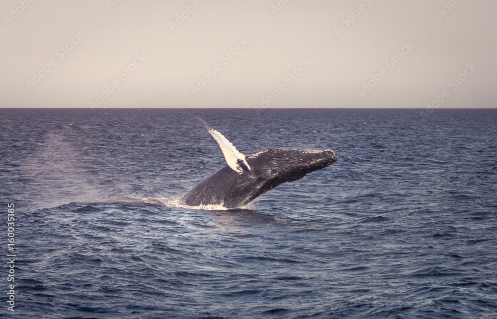 Naklejka premium Whale Watching