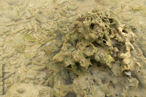 Fototapeta Naklejka Na Ścianę i Meble -  Dead coral reef killed by global warming and climate change