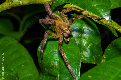 Venomous wandering spider Phoneutria fera sitting on a heliconia leaf in the amazon rainforest in the Cuyabeno National Park, Ecuador photo