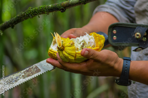 Fresh Cocoa fruit in farmers hands. Organic cacao fruit - healthy food. Cut of raw cocoa inside of the amazon rainforest in Cuyabeno National Park in Ecuador photo