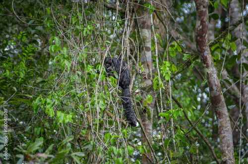 Beautiful saki monkey Pithecia monachus  sitting on a branch inside of the Amazon rainforest in Cuyabeno National Park  Ecuador