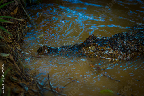 Caiman in the muddy water on the bank of the Cuyabeno River, Cuyabeno Wildlife Reserve, Ecuador