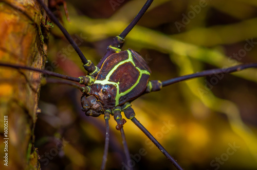 Spider inside of the Cuyabeno National Park, in Ecuador photo